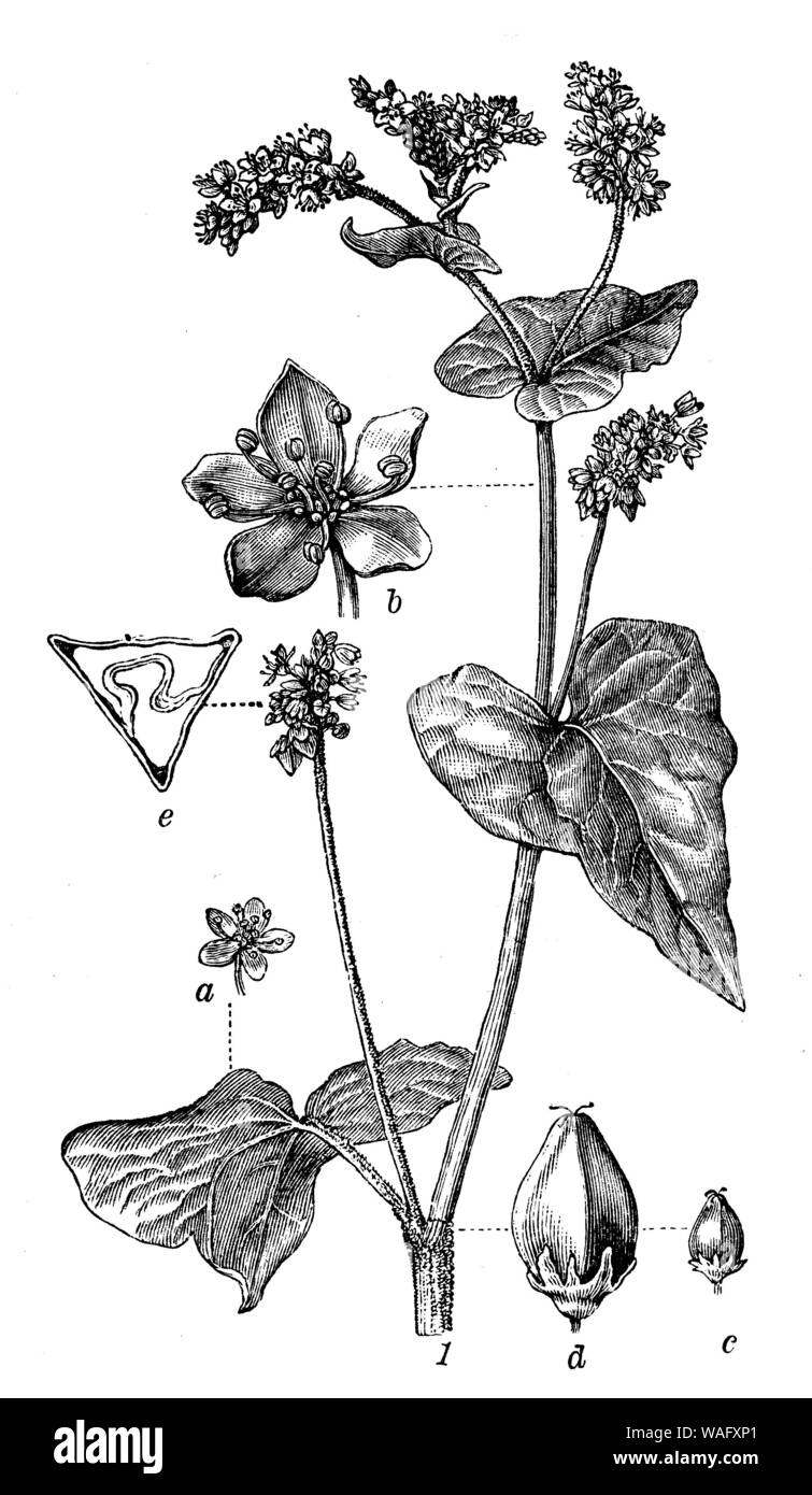 Buckwheat, Fagopyrum esculentum, (encyclopedia, 1898 Stock Photo Alamy