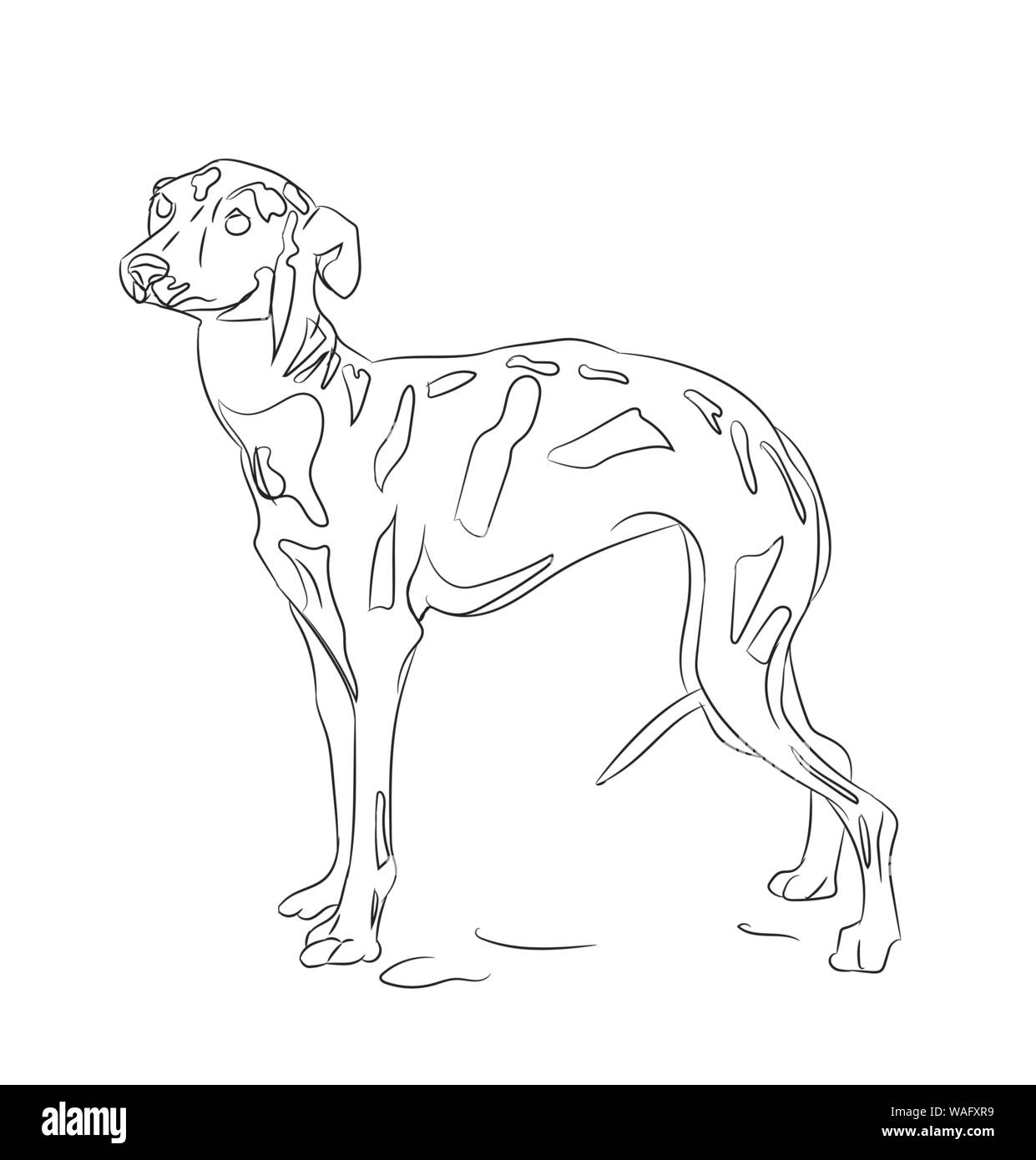 dog running, lines, vector, white background Stock Vector Image & Art