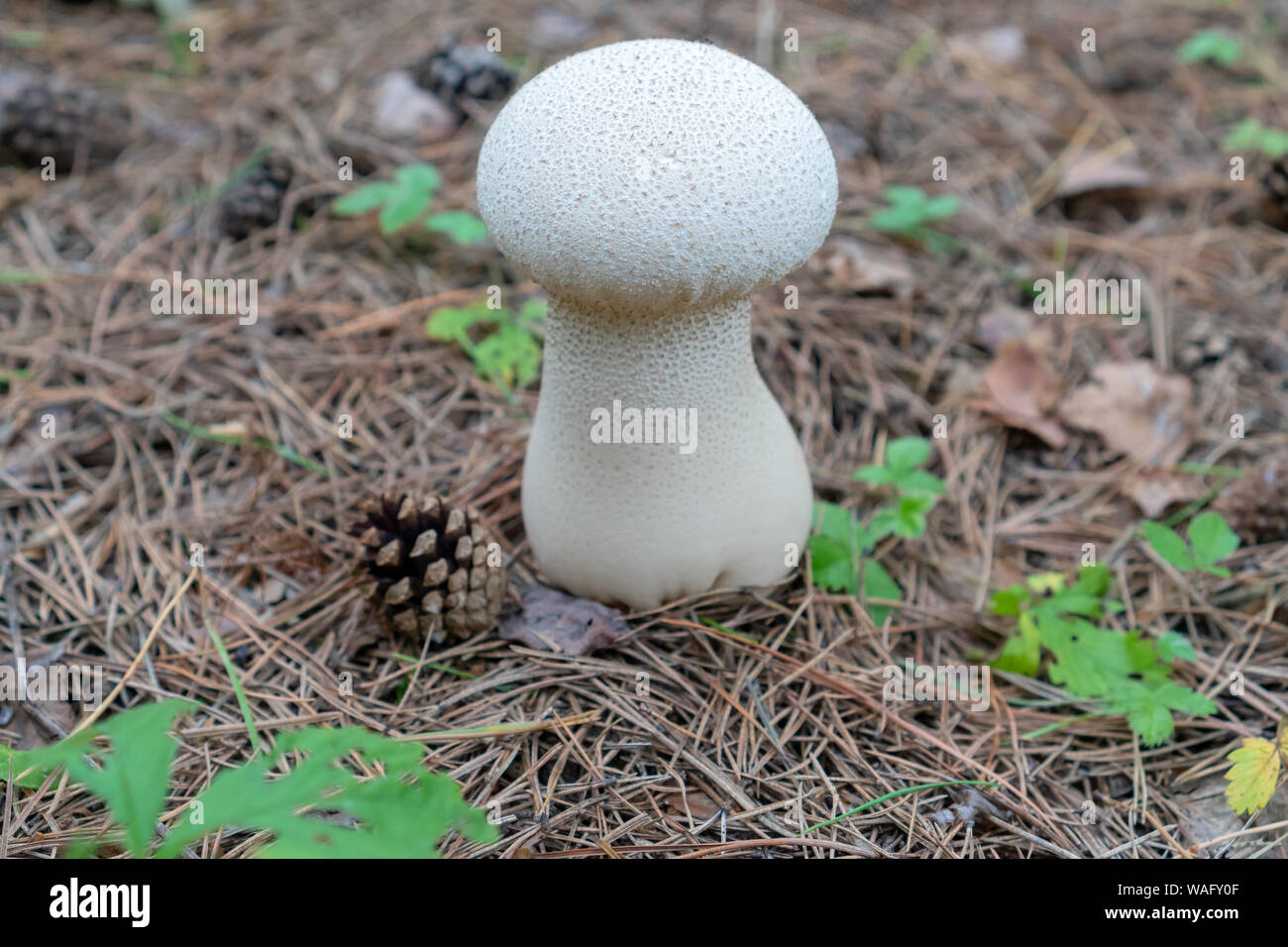 beautiful white poisonous mushroom in in yellow leaves, autumn season. The autumn sun is shining. Mushroom picking concept. copy space. Close-up Stock Photo