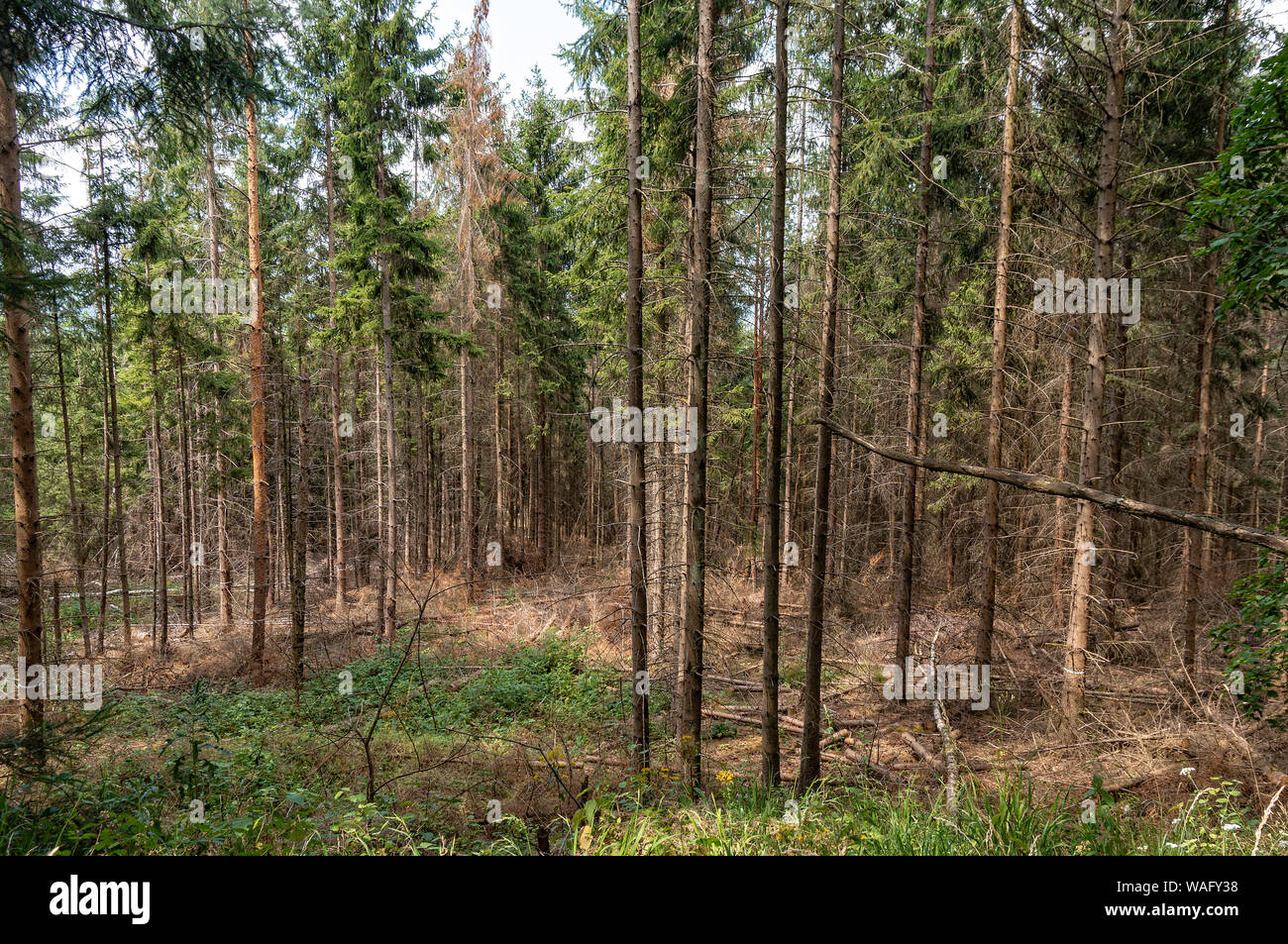 Forest damage due to drought and bark beetle in Germany Stock Photo