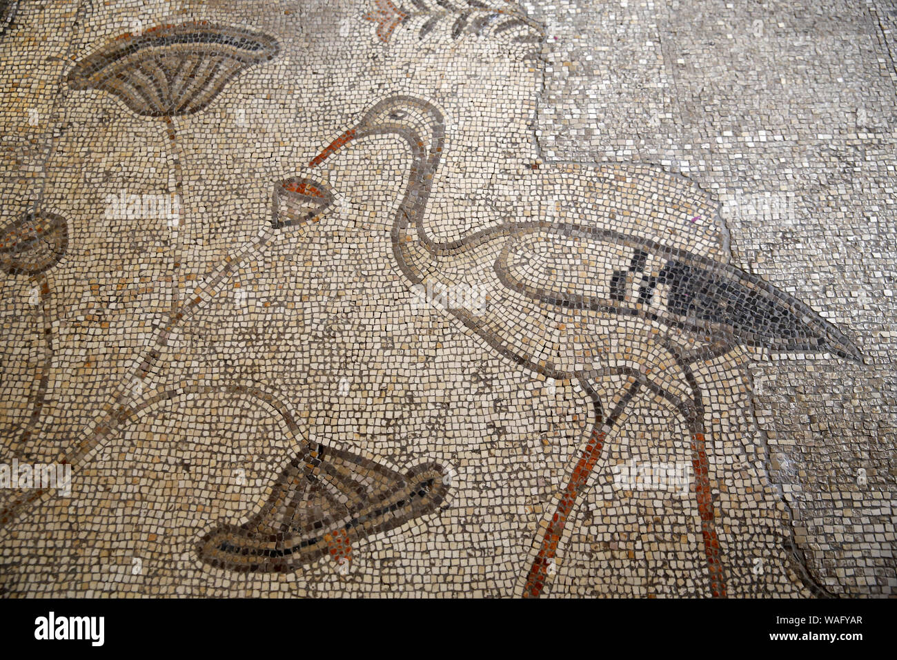 Crane nourishing a flower. Mosaic. Church of the Multiplication of Loaves and Fishes. Tabgha. Isräel. Stock Photo