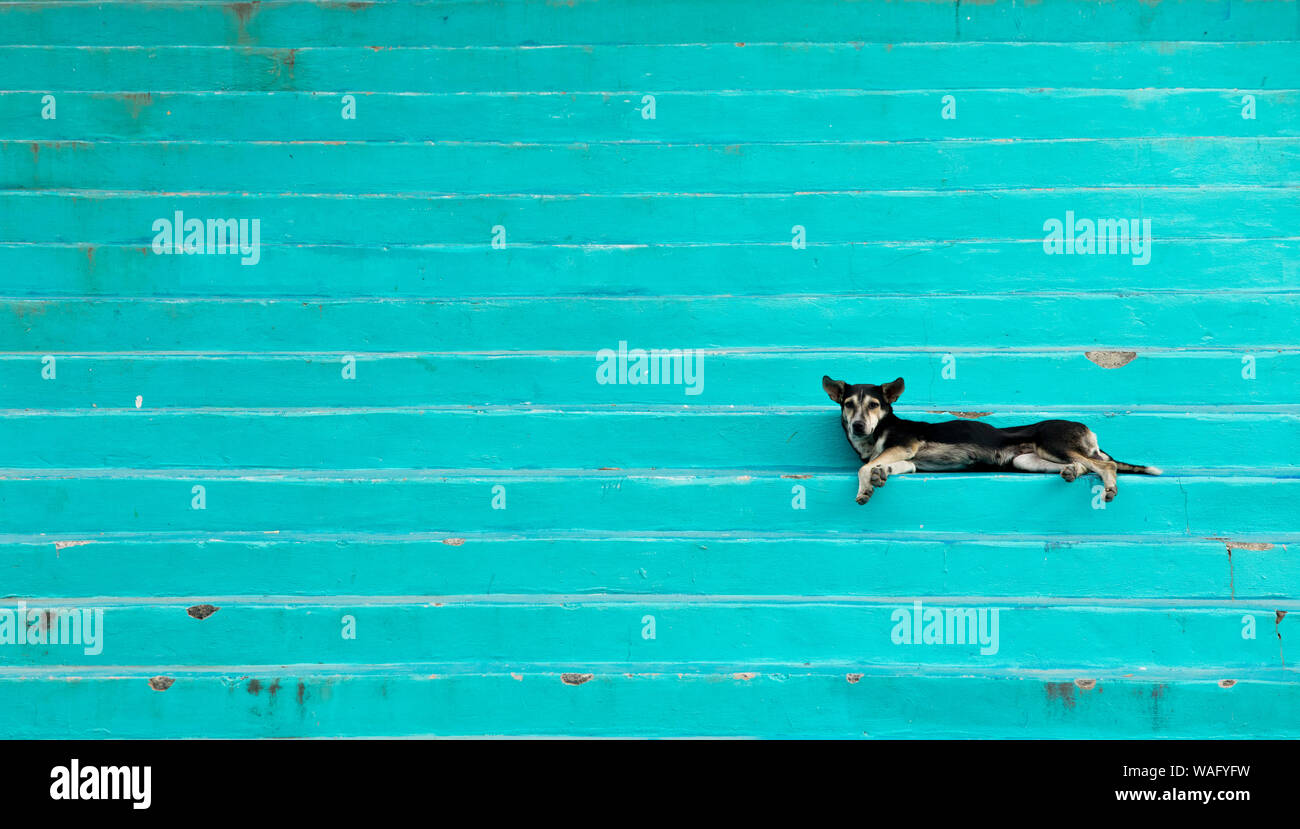 Lazy dog laying on colorful steps on the island of Roatan, Honduras. Stock Photo