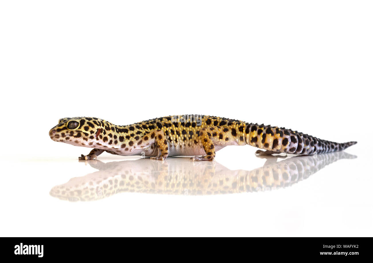 Eublepharis macularius, leopard lizard on white background with reflection Stock Photo