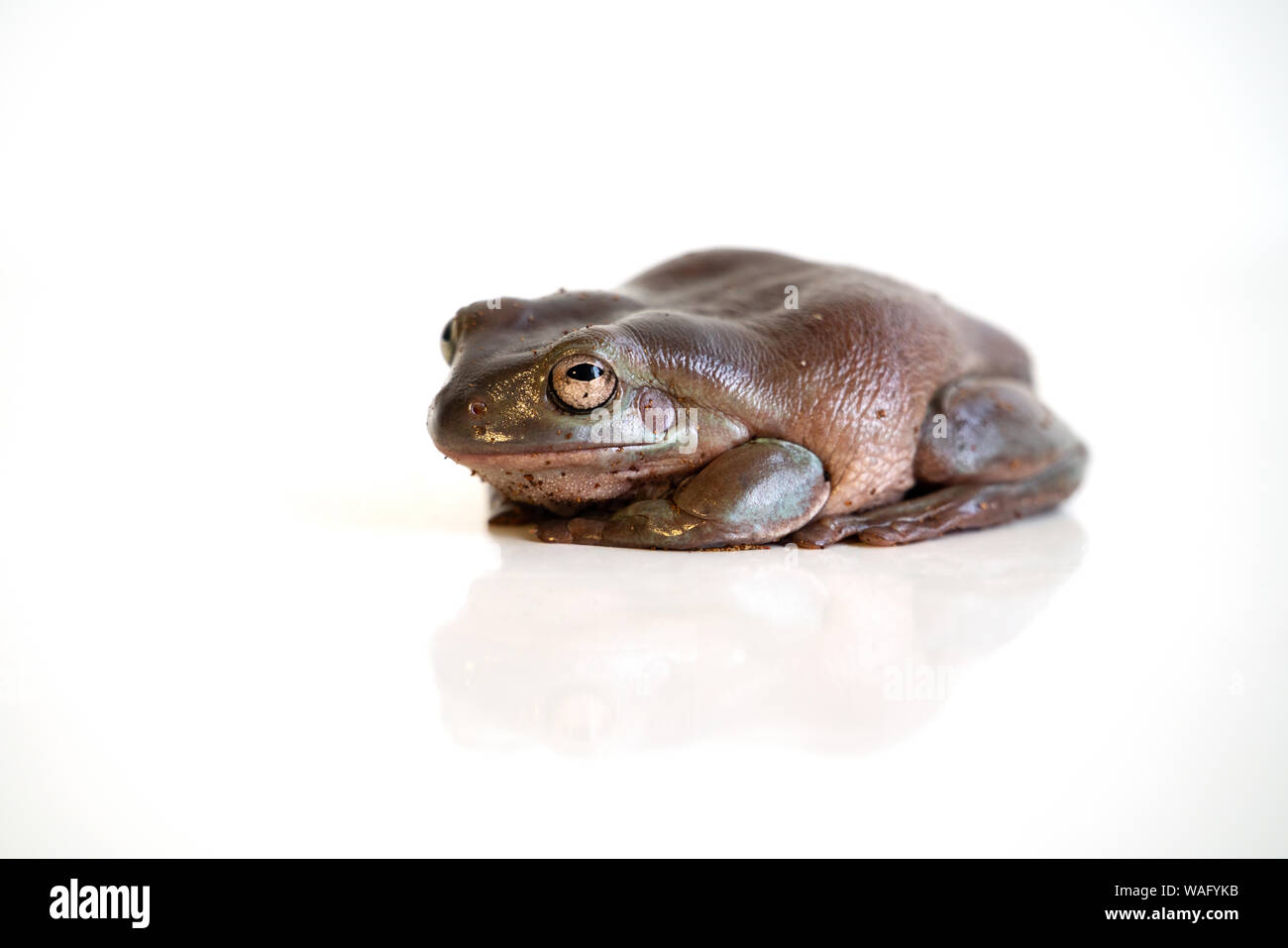 Brown Australian Litoria frog on white background with reflection Stock Photo