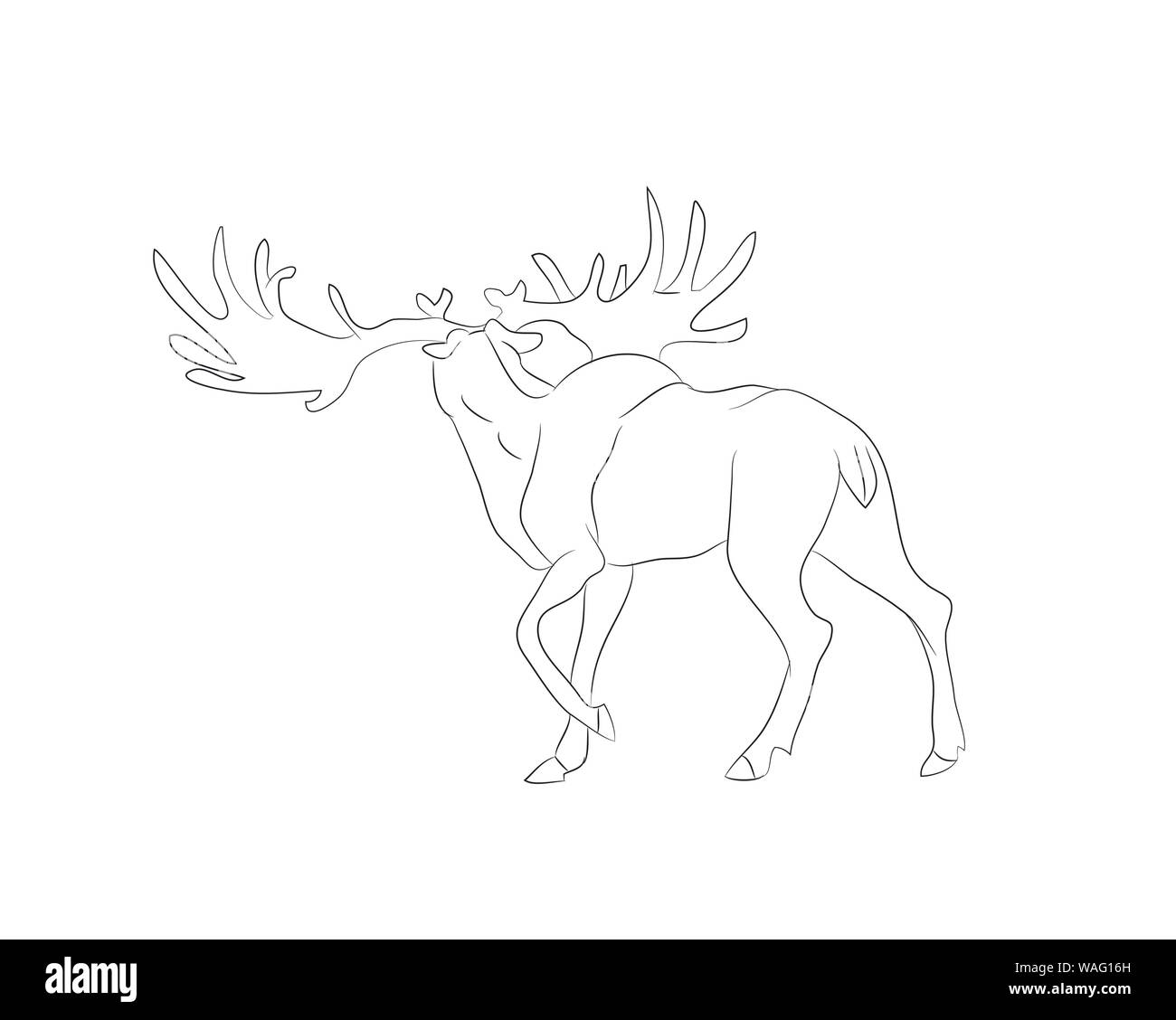 vector illustration deer stands drawing lines, vector, white background