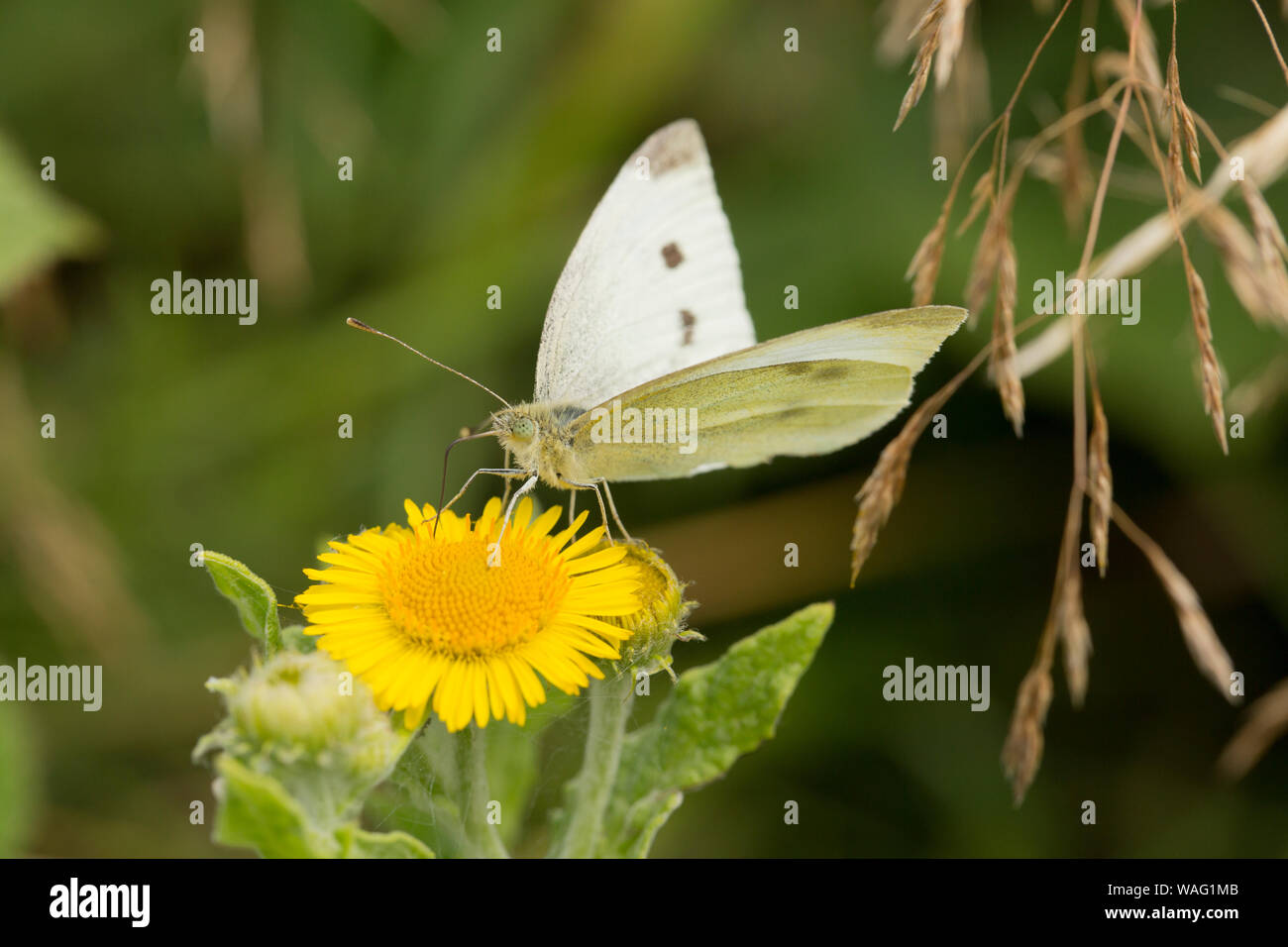 A female Large White butterfly, Pieris brassicae on a sunny day in August feeding on Common Fleabane, Pulicaria dysenterica. North Dorset England UK G Stock Photo