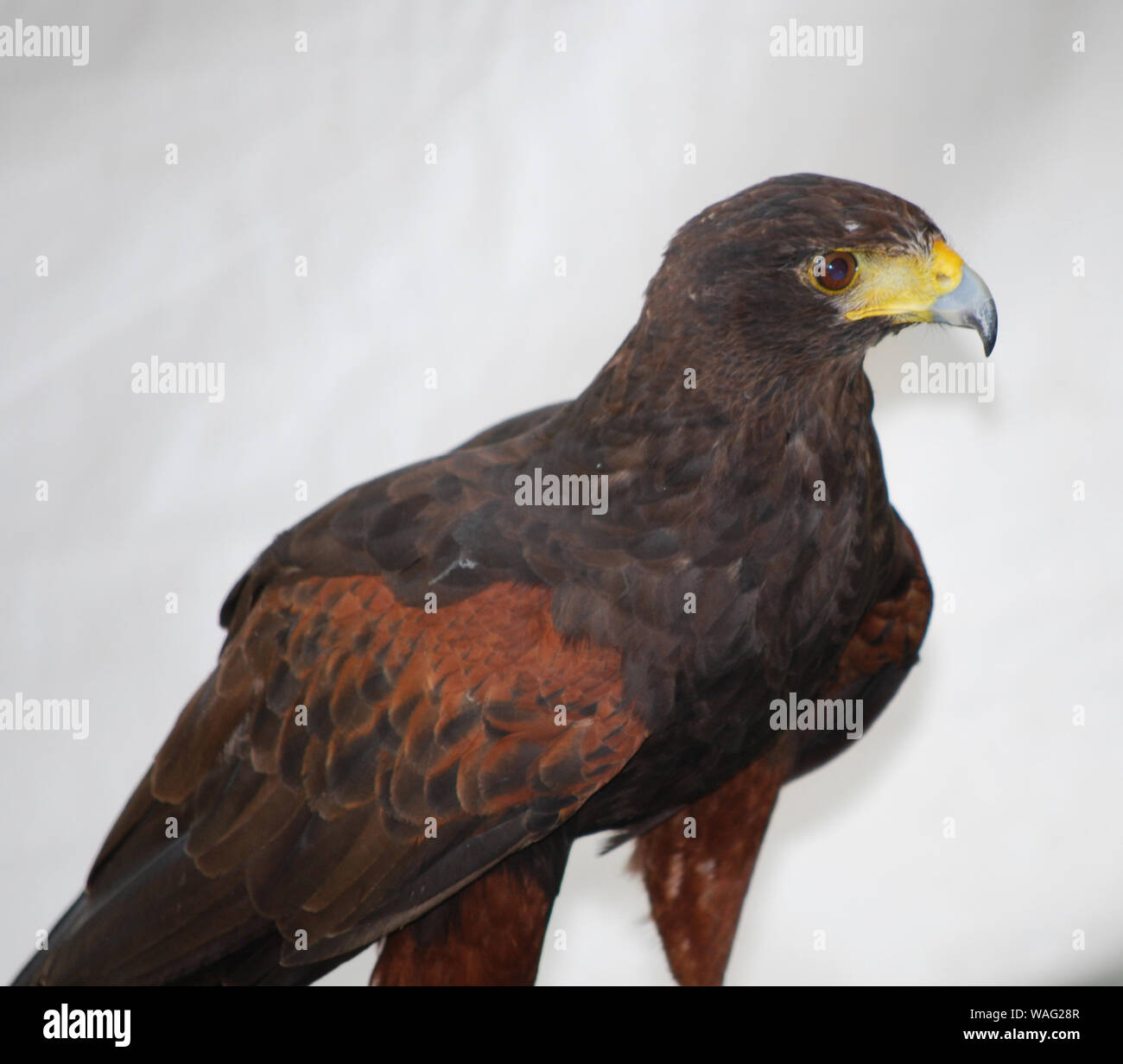 Hooked Beak High Resolution Stock Photography and Images Alamy