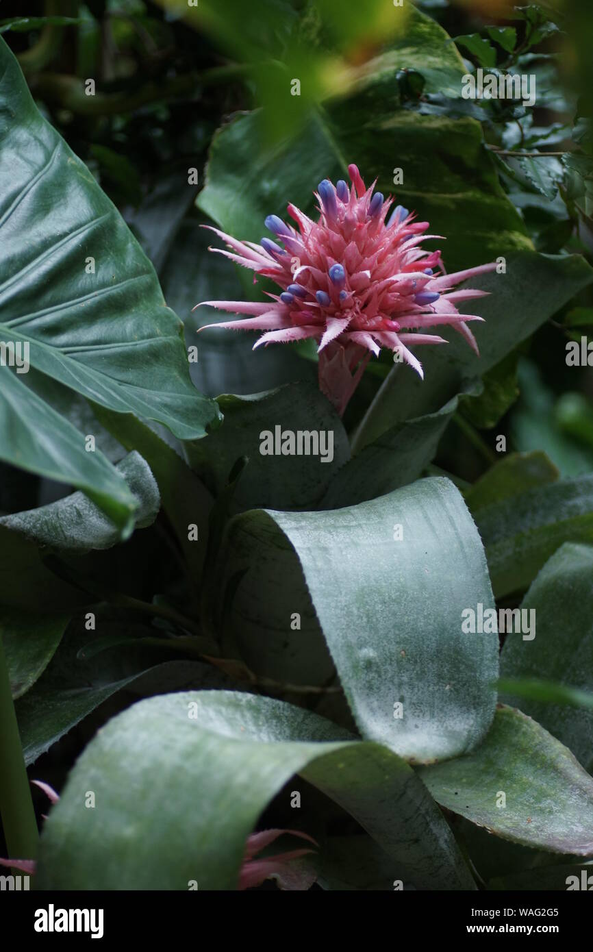 Aechmea fasciata Stock Photo