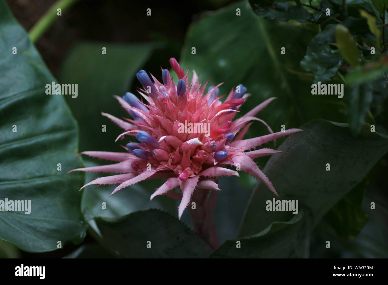 Aechmea fasciata Stock Photo