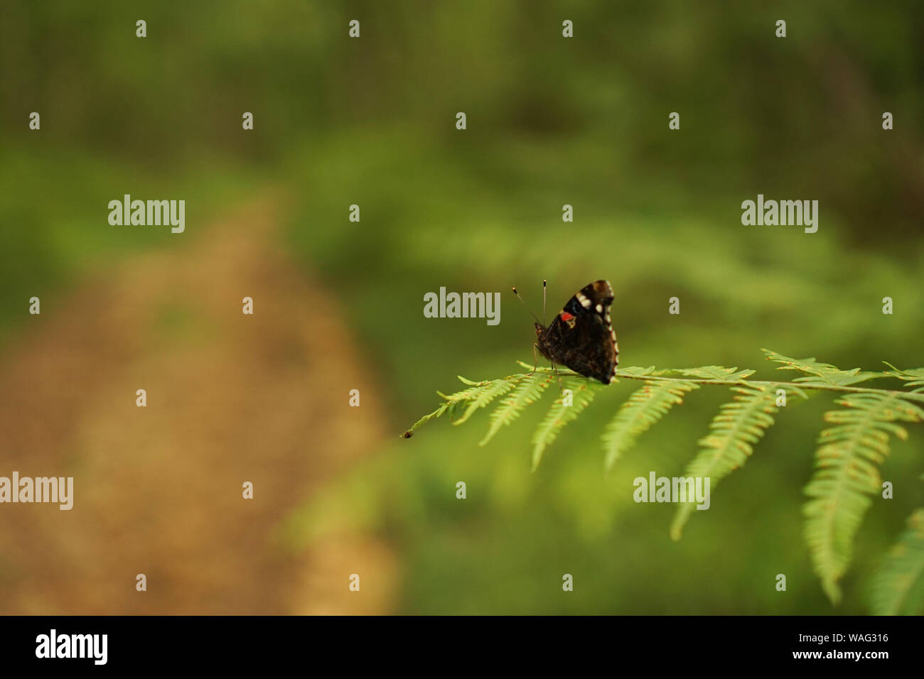 a Red Admiral Butterfly poised on the edge of a fern leaf in front of woodland Stock Photo