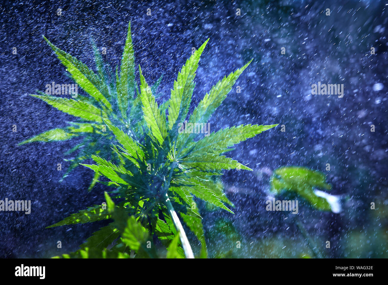 Stem and leaves of wild cannabis marijuana in the pouring rain Stock Photo Alamy