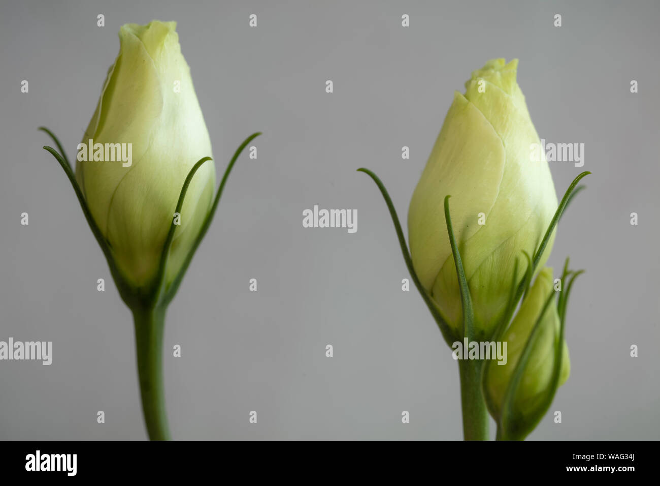 Two White Roses Opening Flower photography - Two white rose buds against a plain background in ...