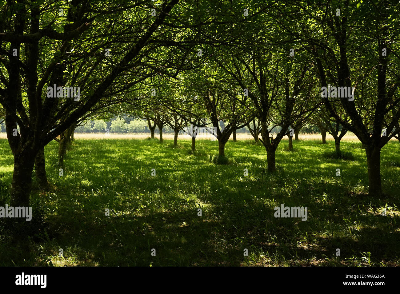 A walnut grove plantation field in Southern France Stock Photo Alamy
