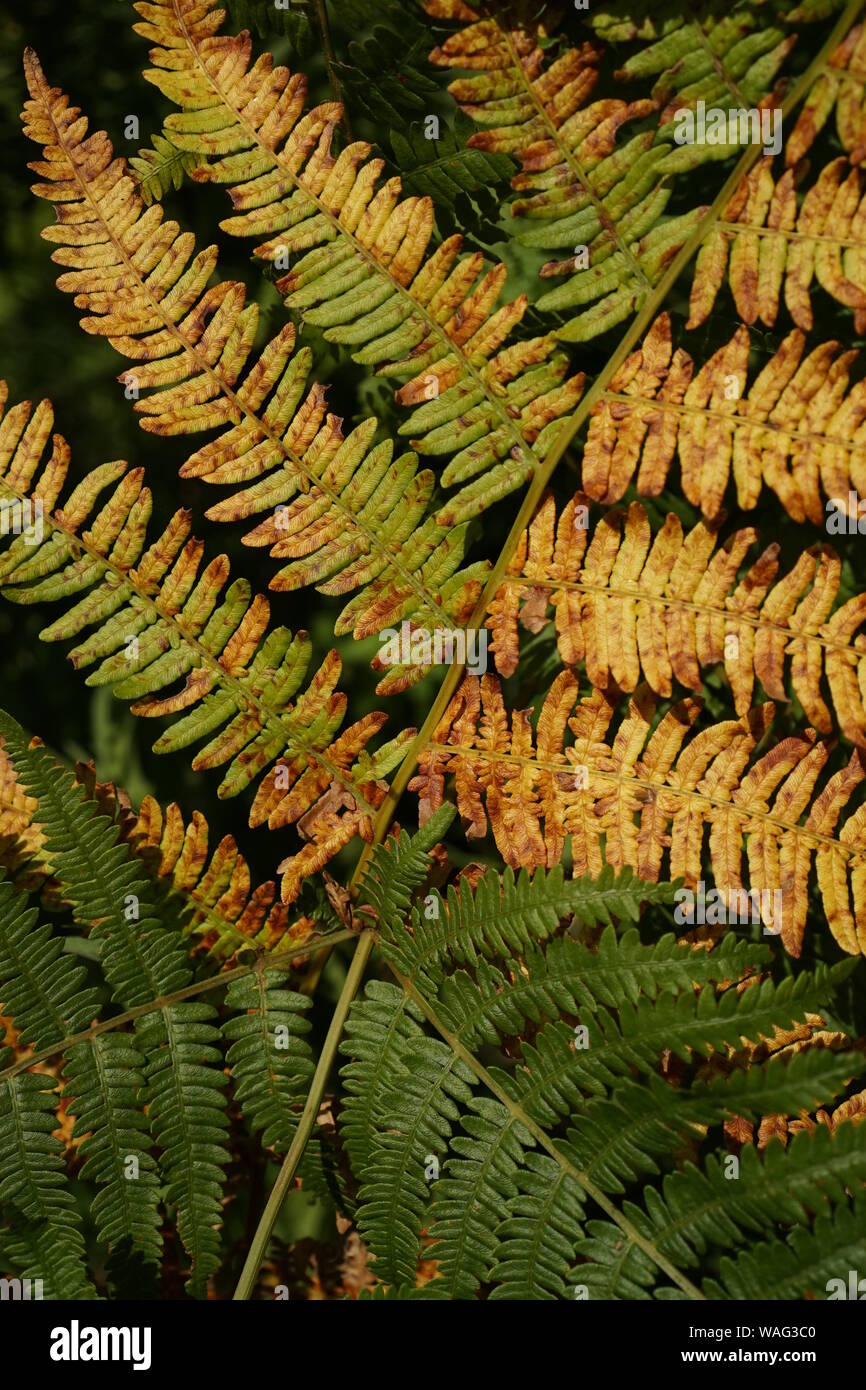Fern leaf changing from green to brown, summer to autumn Stock Photo