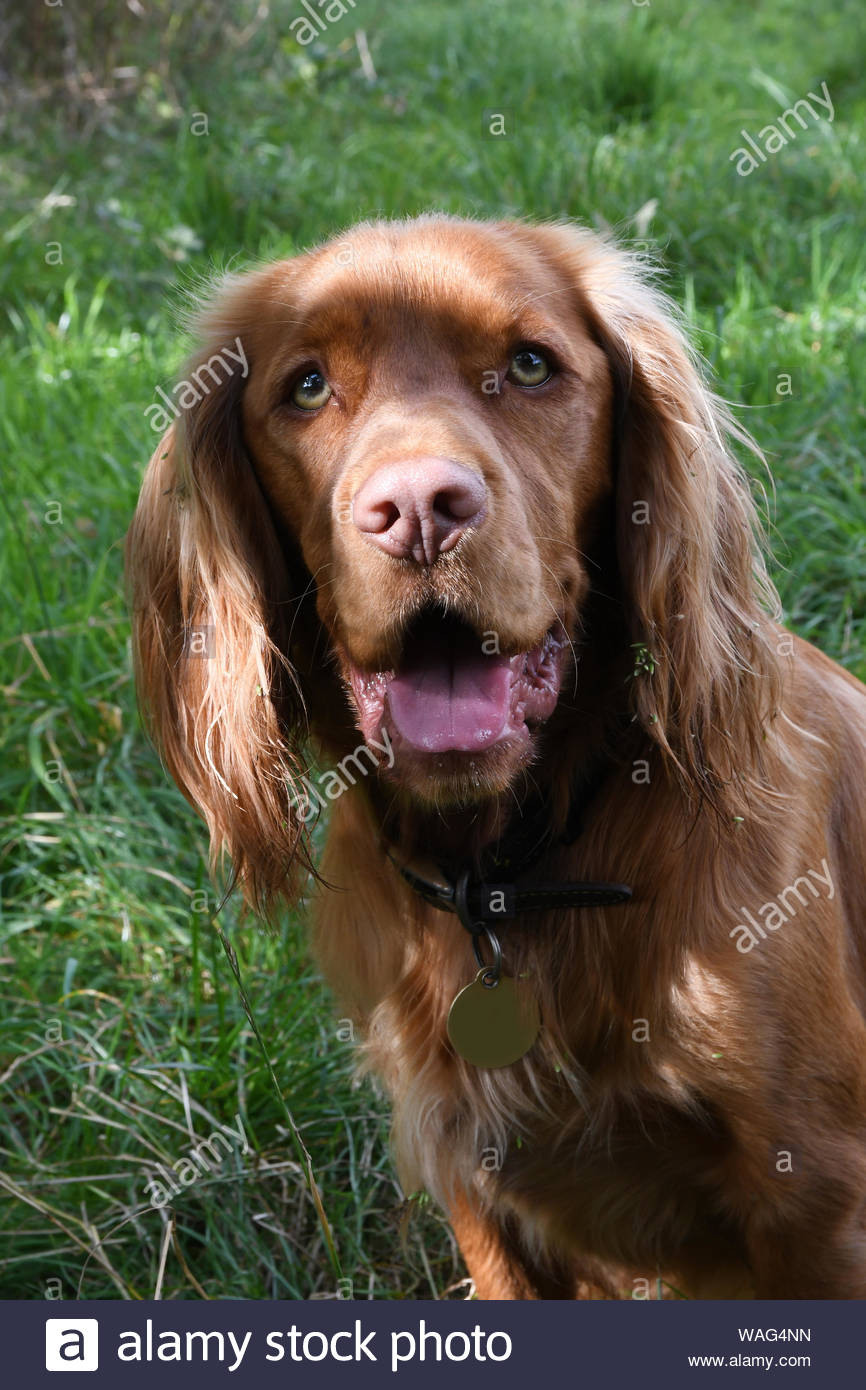 Cocker Spaniels Stock Photo 264657057 Alamy