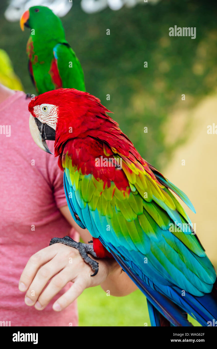 Macaw on hand hi-res stock photography and images - Alamy