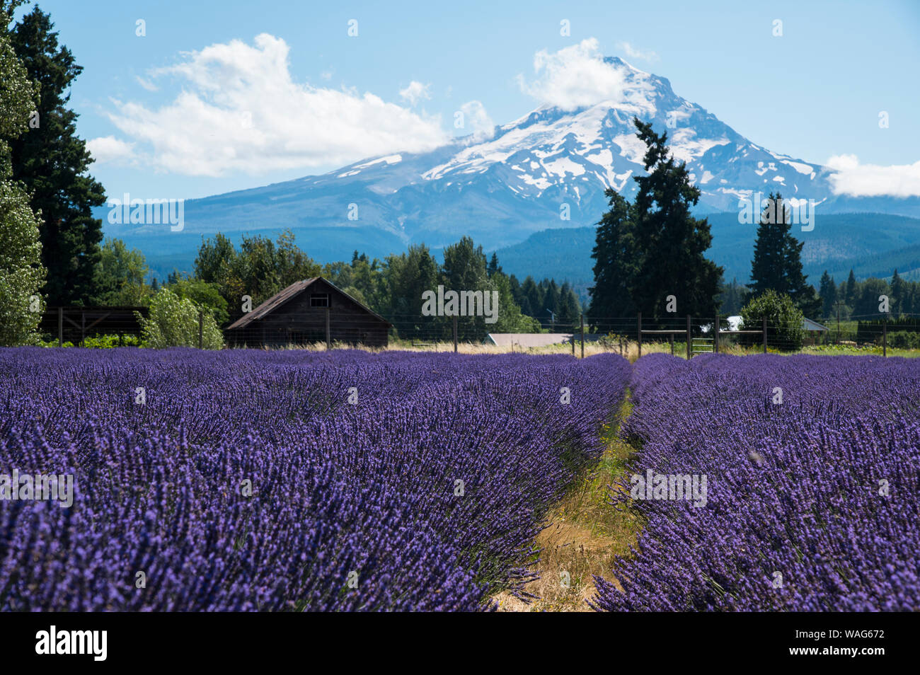 Lavender Fields near Mt. Hood Stock Photo