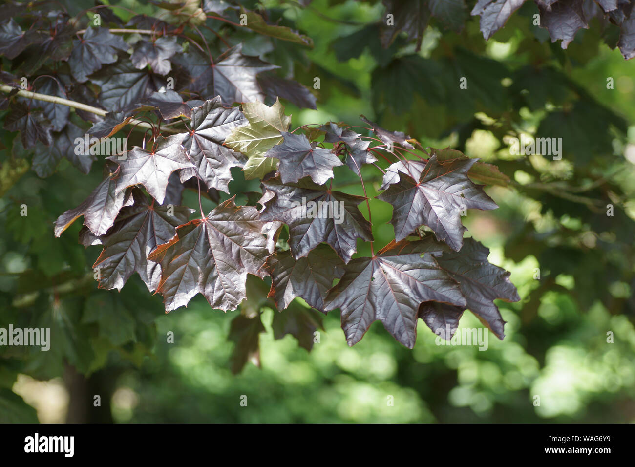Acer platanoides 'Crimson King' at Clyne gardens, Swansea, Wales, UK. Stock Photo