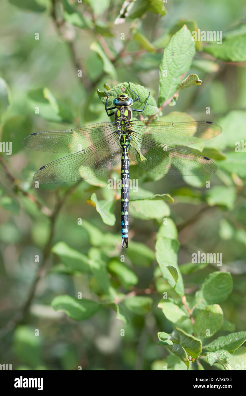 Southern Hawker (Aeschna cyanea) in a coastal woodland in Denmark Stock Photo