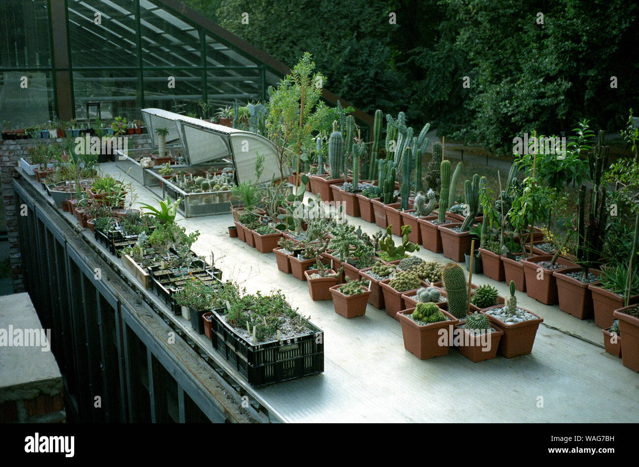 Cactus and Succulent Nurseries on the garden rooftop Stock Photo Alamy