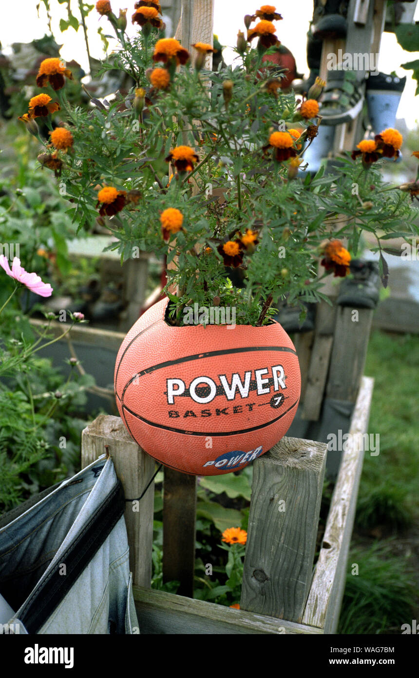 Basketball ball as a flower pot in the garden Stock Photo