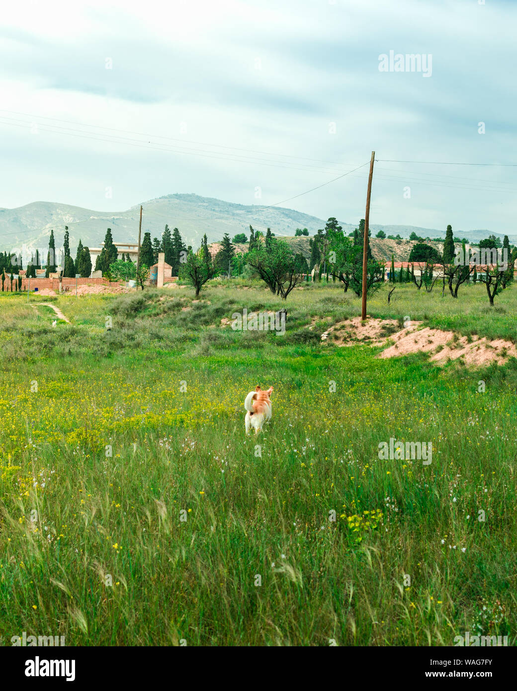 Labrador dog running through a field of flowers Stock Photo - Alamy