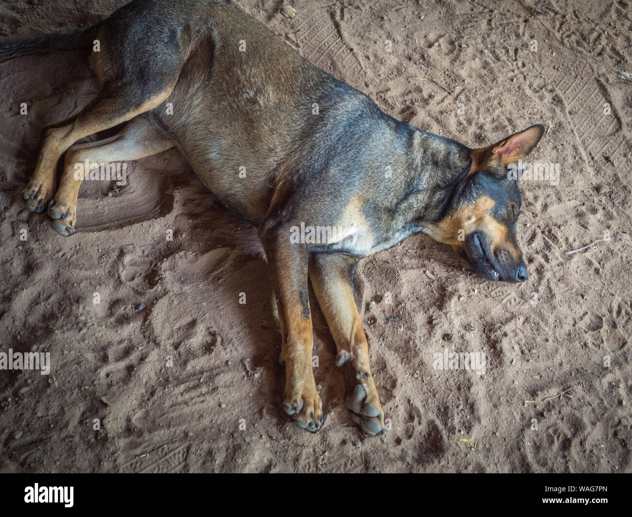 a dog sleeping on the floor Stock Photo Alamy