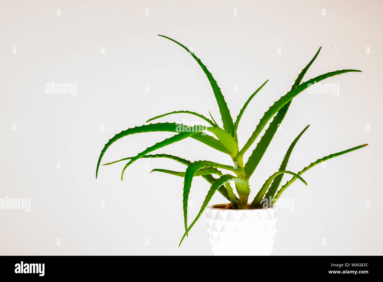 Aloe vera plant isolated on white. image Stock Photo Alamy