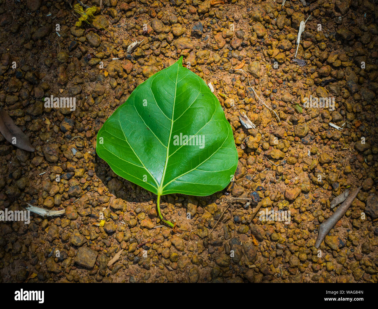 Gravel root hi-res stock photography and images - Alamy