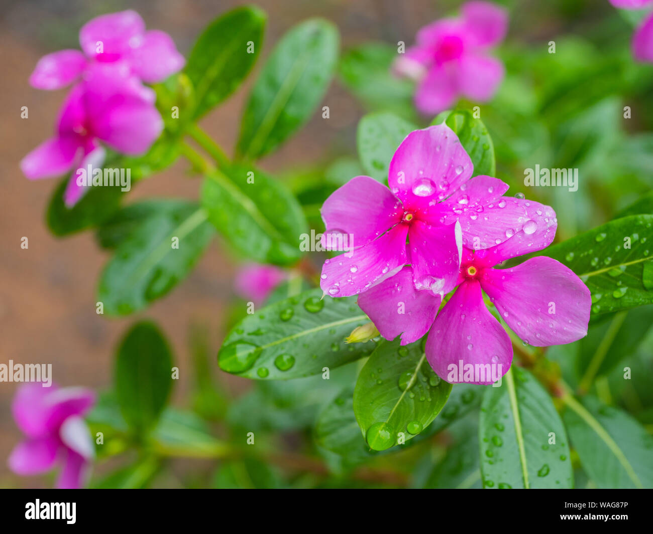 catharanthus roseus flowers with green leaf on blur Backgrounds.Noyantara, a plant, known for its reddish pink rose petal flowers.Cape periwinkle, Mad Stock Photo
