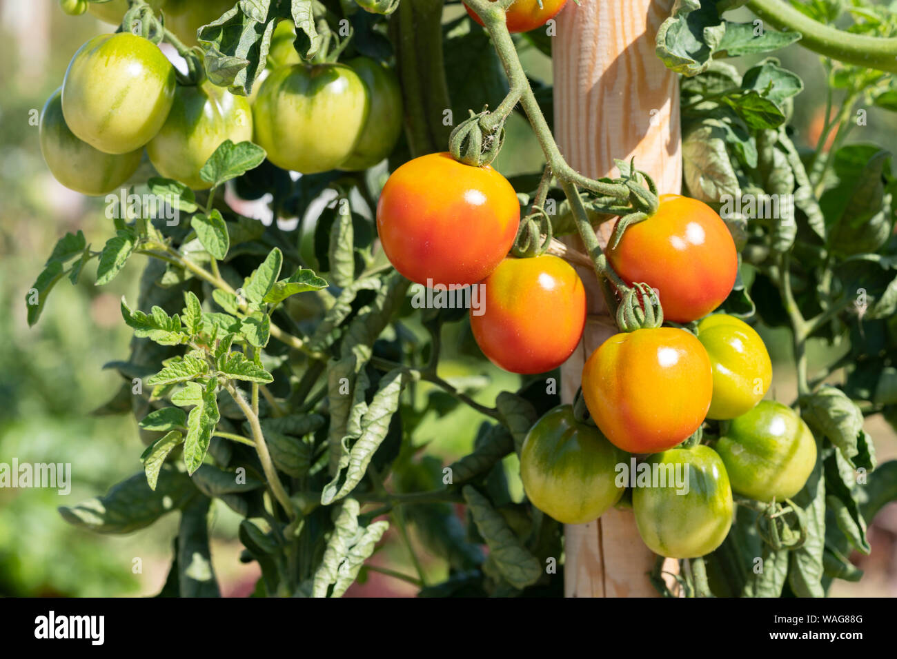 'Claudia' tomatoes ripening at the Kittenberger Erlebnisgärten, Lower Austria - a type of tomato arising from a spontaneous cross breeding Stock Photo