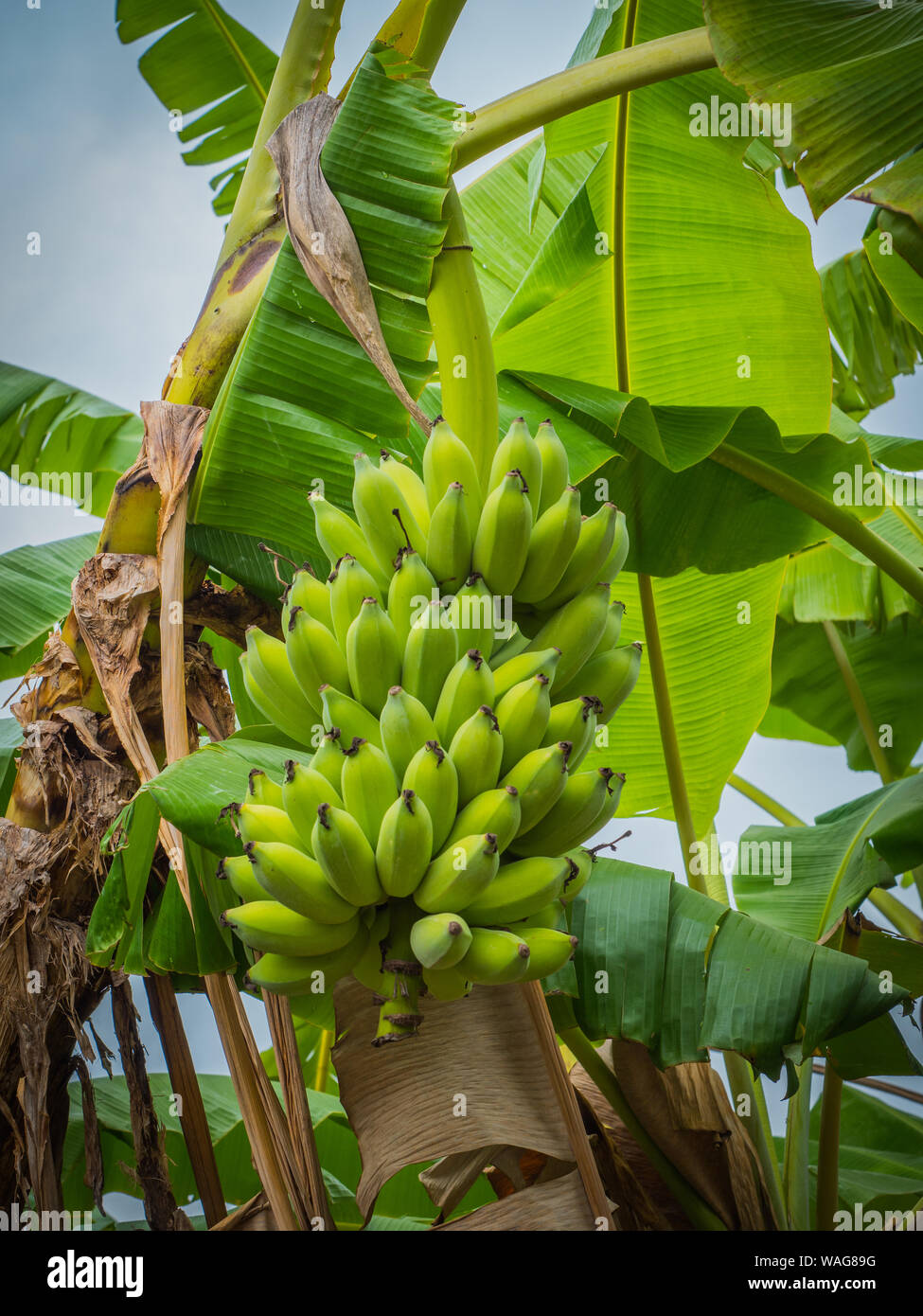 The banana on banana tree with sunlight Stock Photo