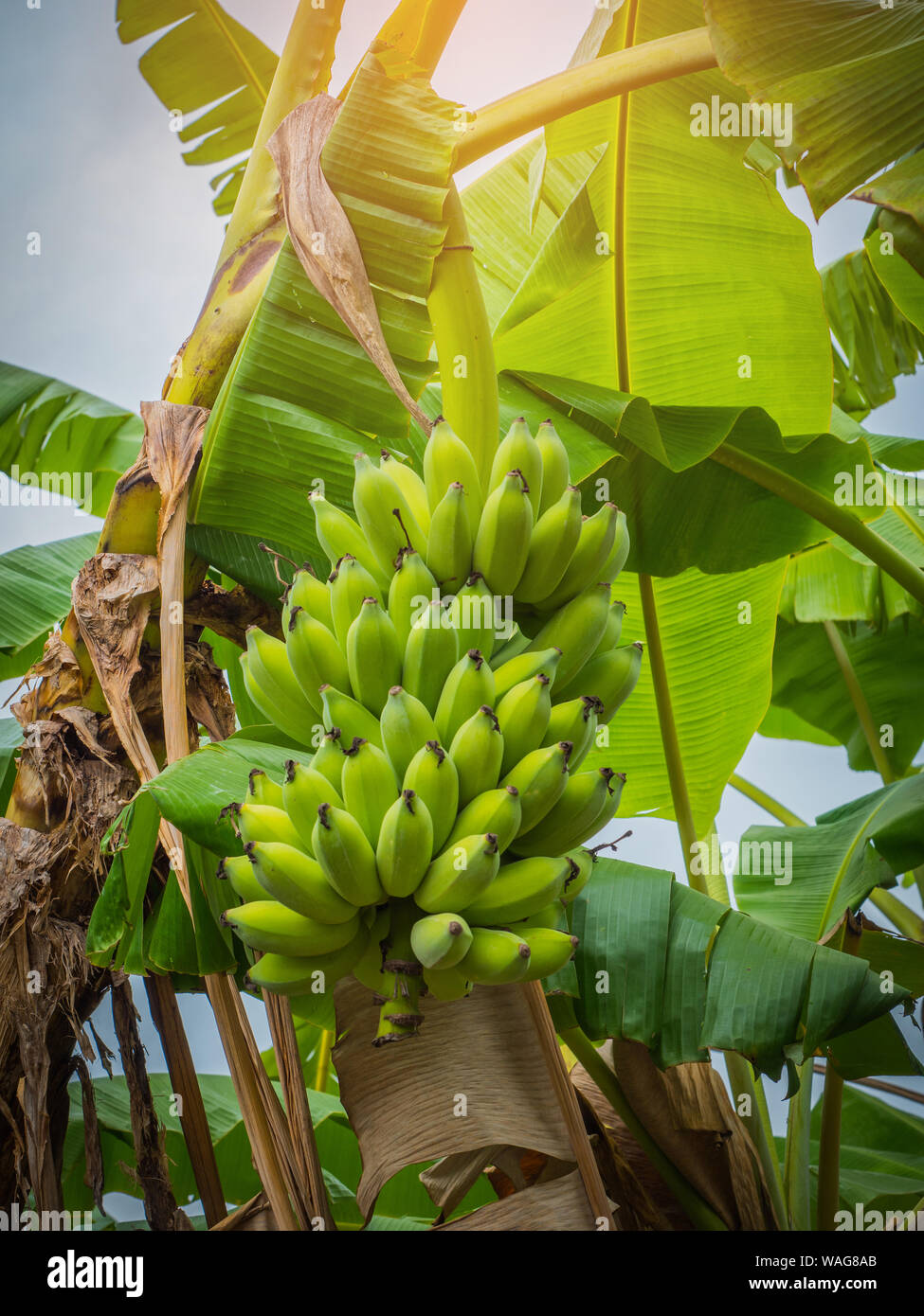 The banana on banana tree with sunlight Stock Photo Alamy