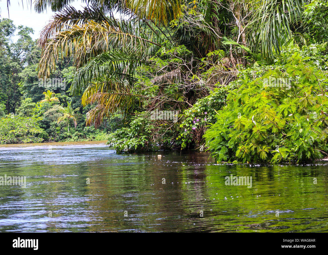 Rain forest, Costa Rica. Stock Photo