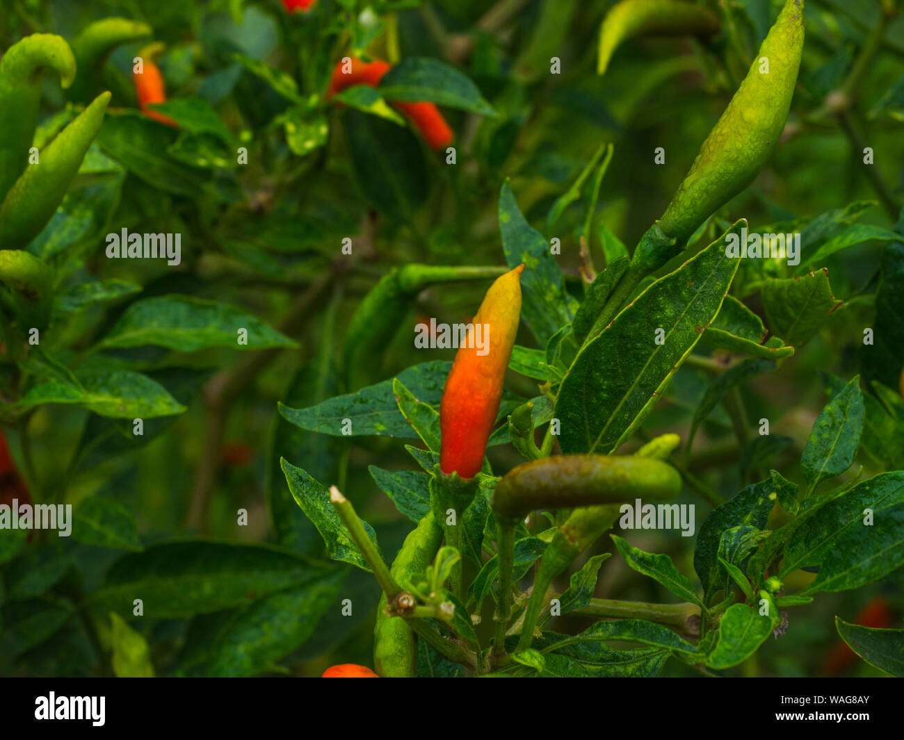 Chili garden with red and green chillies Stock Photo Alamy