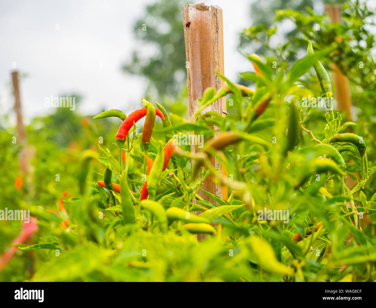 Chili garden with red and green chillies Stock Photo Alamy