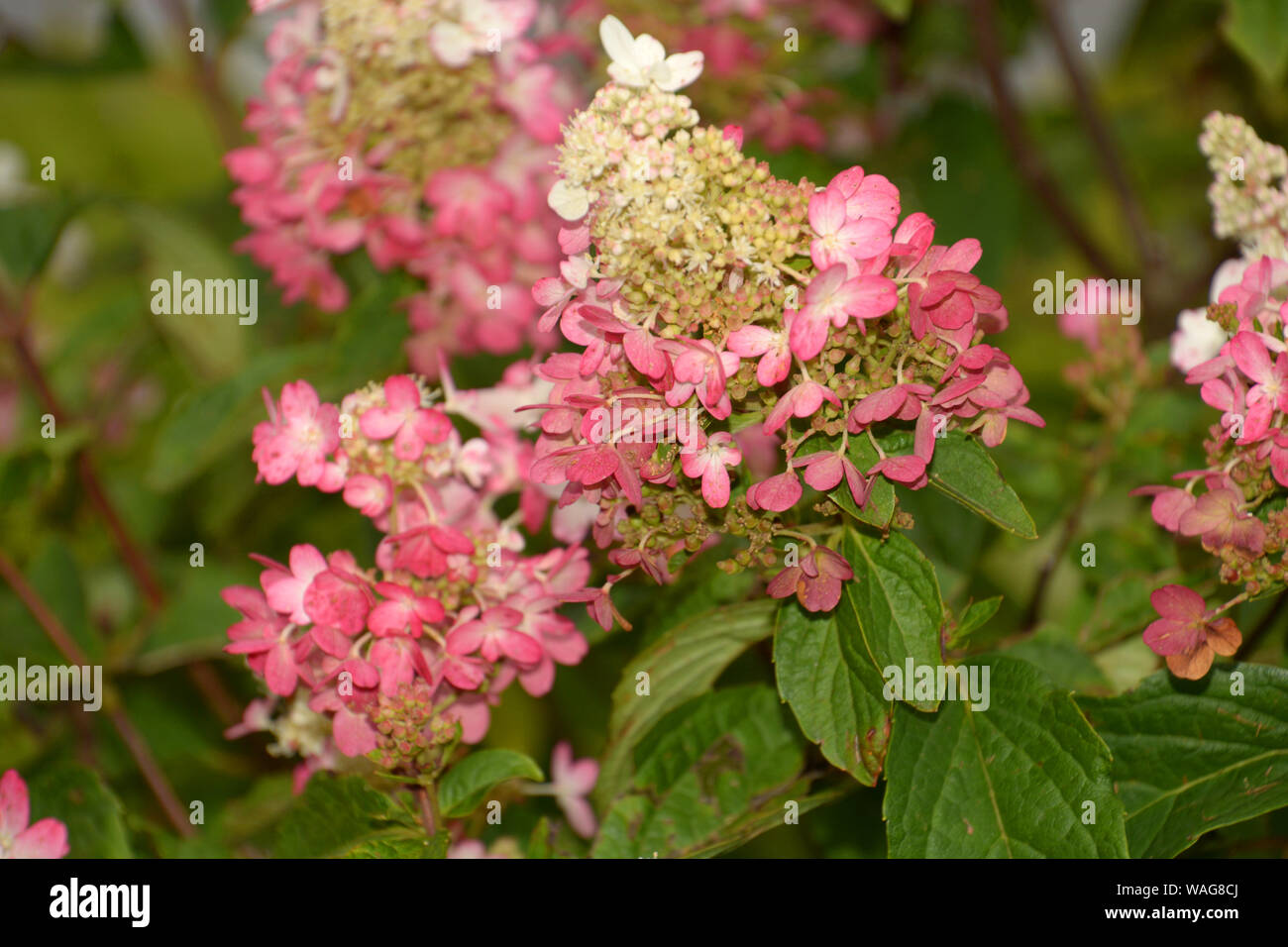 Roses Du Jardin Cheneland Hydrangea Paniculata Pinky Winky