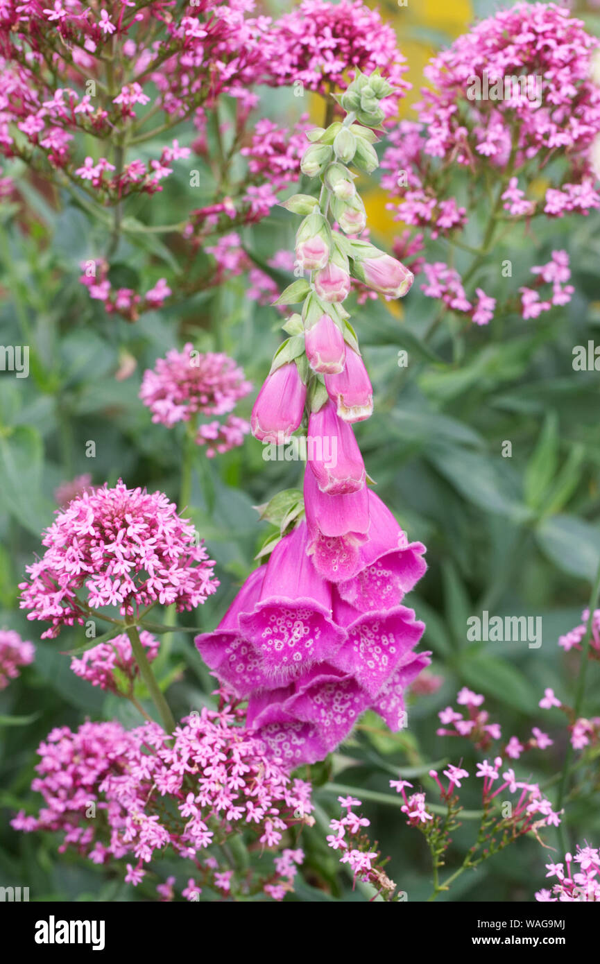 Digitalis purpurea and Centranthus rubra flowers. Stock Photo