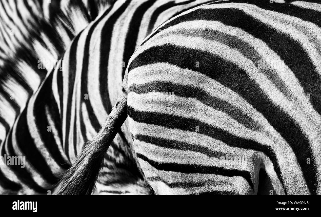 Zebras (Equus) truly beautiful.Patterns in nature are amazing & the black and white striped designs of zebras are just exquisite.Graphic & abstract. Stock Photo