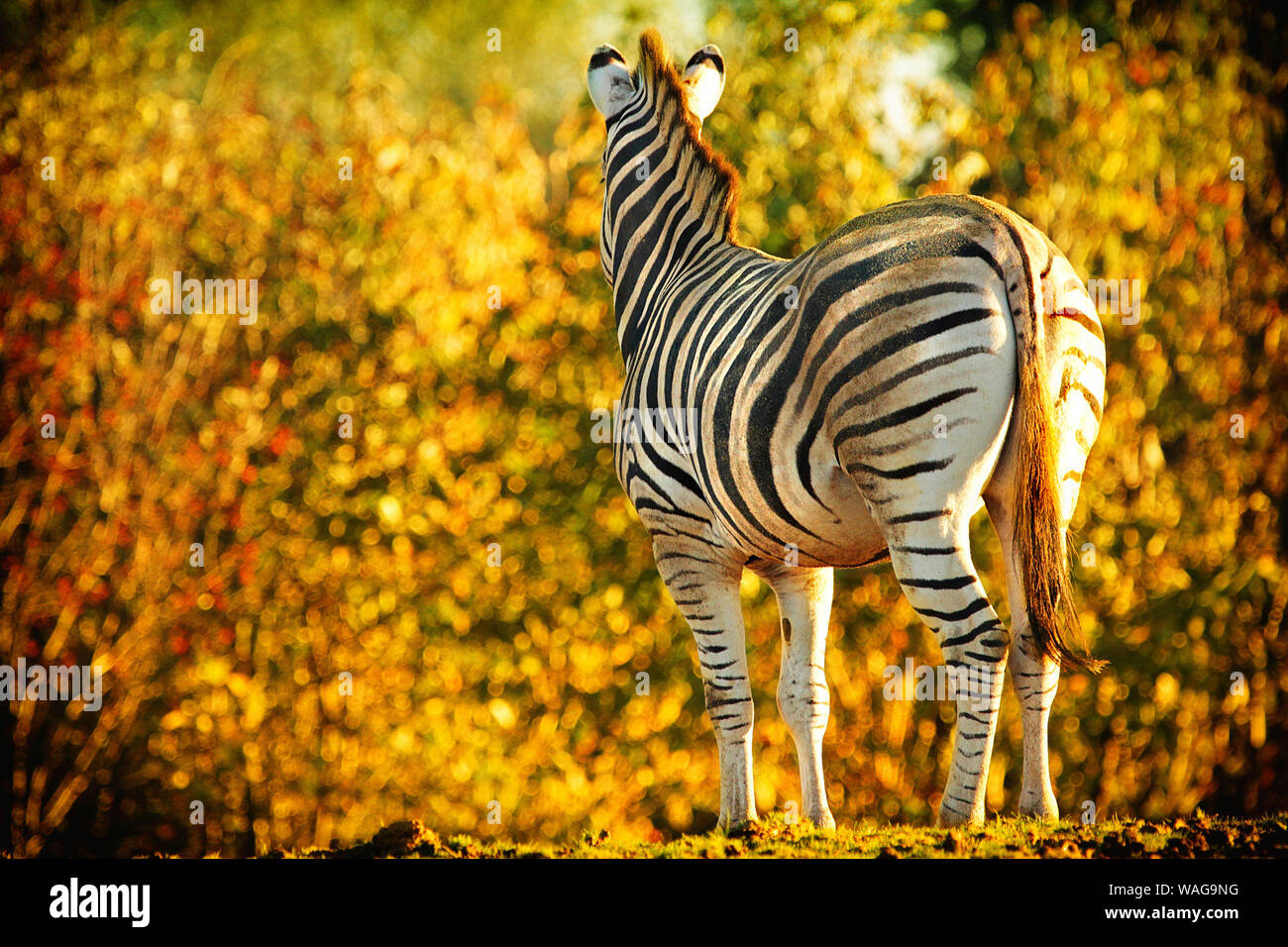 Zebras (Equus) truly beautiful.Patterns in nature are amazing & the black and white striped designs of zebras are just exquisite.Graphic & abstract. Stock Photo