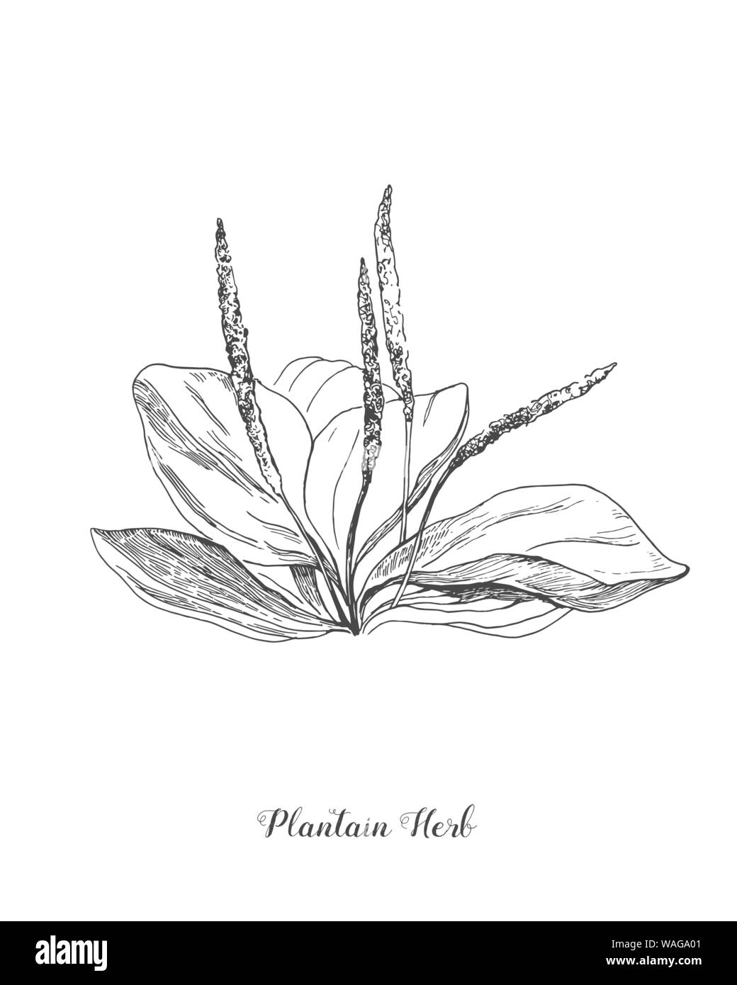 Plantain. Botanical Illustration. Medicinal plant wild field flower. Sketch.Hand drawn outline vector illustration, isolated floral elements for Stock Vector