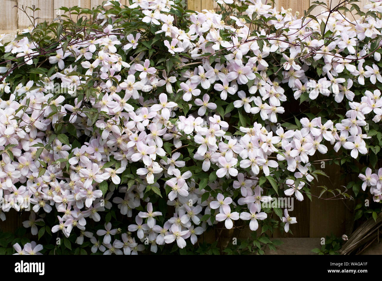 Clematis montana growing in the garden May Stock Photo Alamy