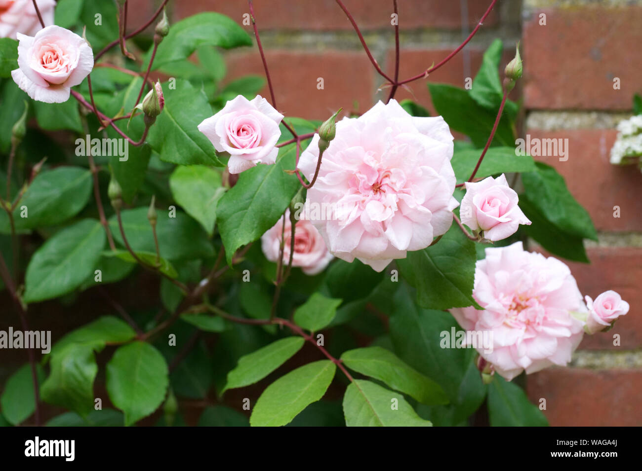 Rosa 'Climbing Cecile Brunner' flowers. Stock Photo