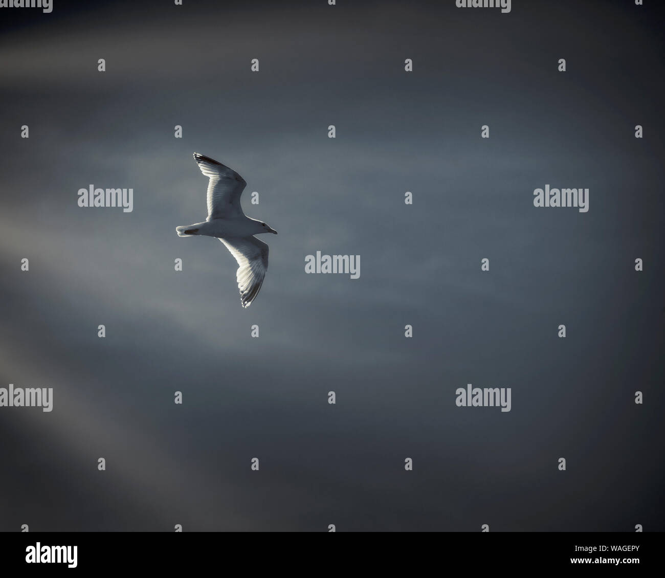 PHOTO ART: Gull Flight Stock Photo