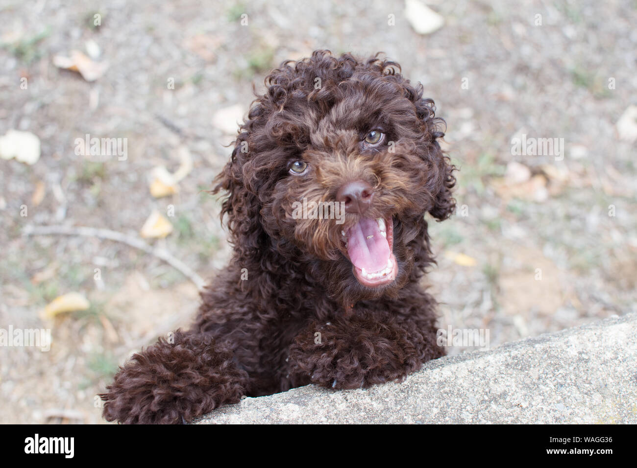 Portrait puppy chocolate dog poodle playing at the park. high angle view  Stock Photo - Alamy