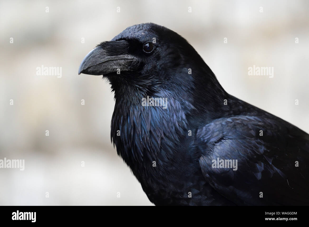 Close up portrait of a common raven (corvus corax) Stock Photo