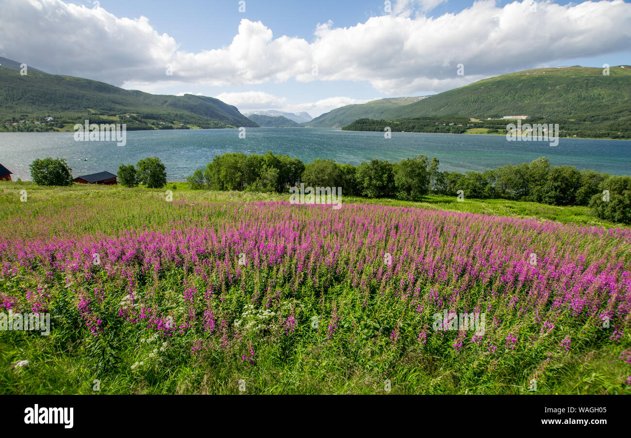 Polar summer in Norway - blooming meadow in foreground, a fjord in centre, green hills on sides, snow covered mountains in distance Stock Photo