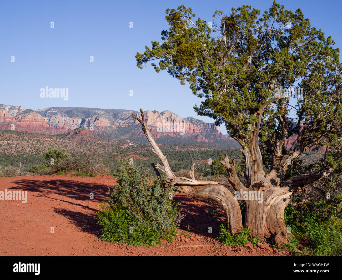 Spring landscape view of Red rock massif near Sedona. Beautiful tree with forked trunk and green top in foreground, low sun - long shadows Stock Photo