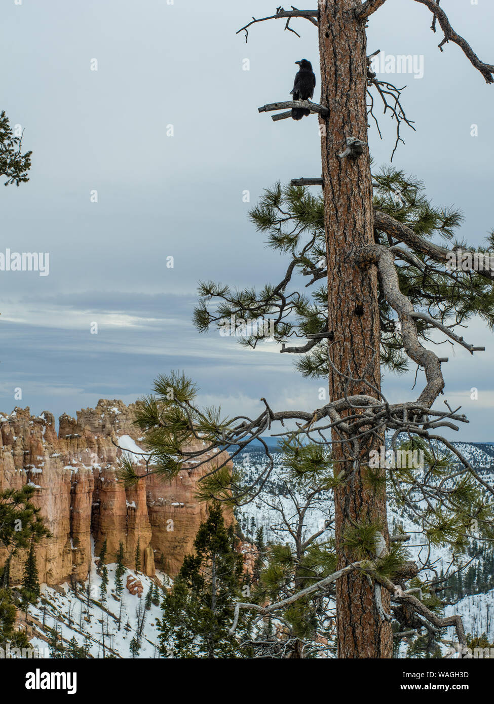 Black crow on a pine tree in Bryce canyon. The pine in foreground. Snow covered canyon, the pinnacles and rock formations below, clouds in the sky Stock Photo