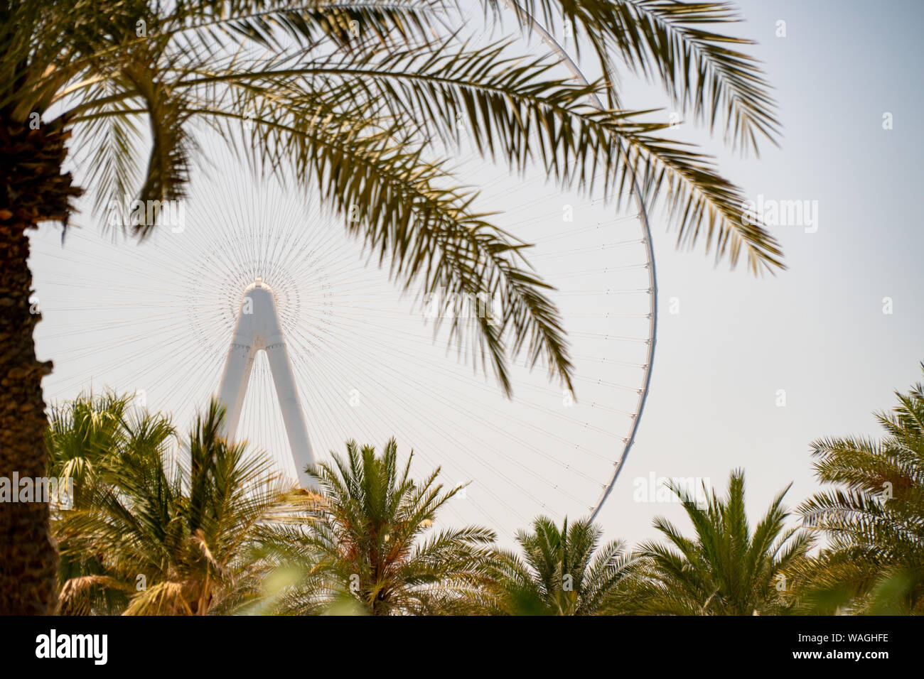 Dubai Eye ferris wheel on Bluewaters Island viewed from Jumeirah Beach Residence between palm trees on a sunny clear day Stock Photo